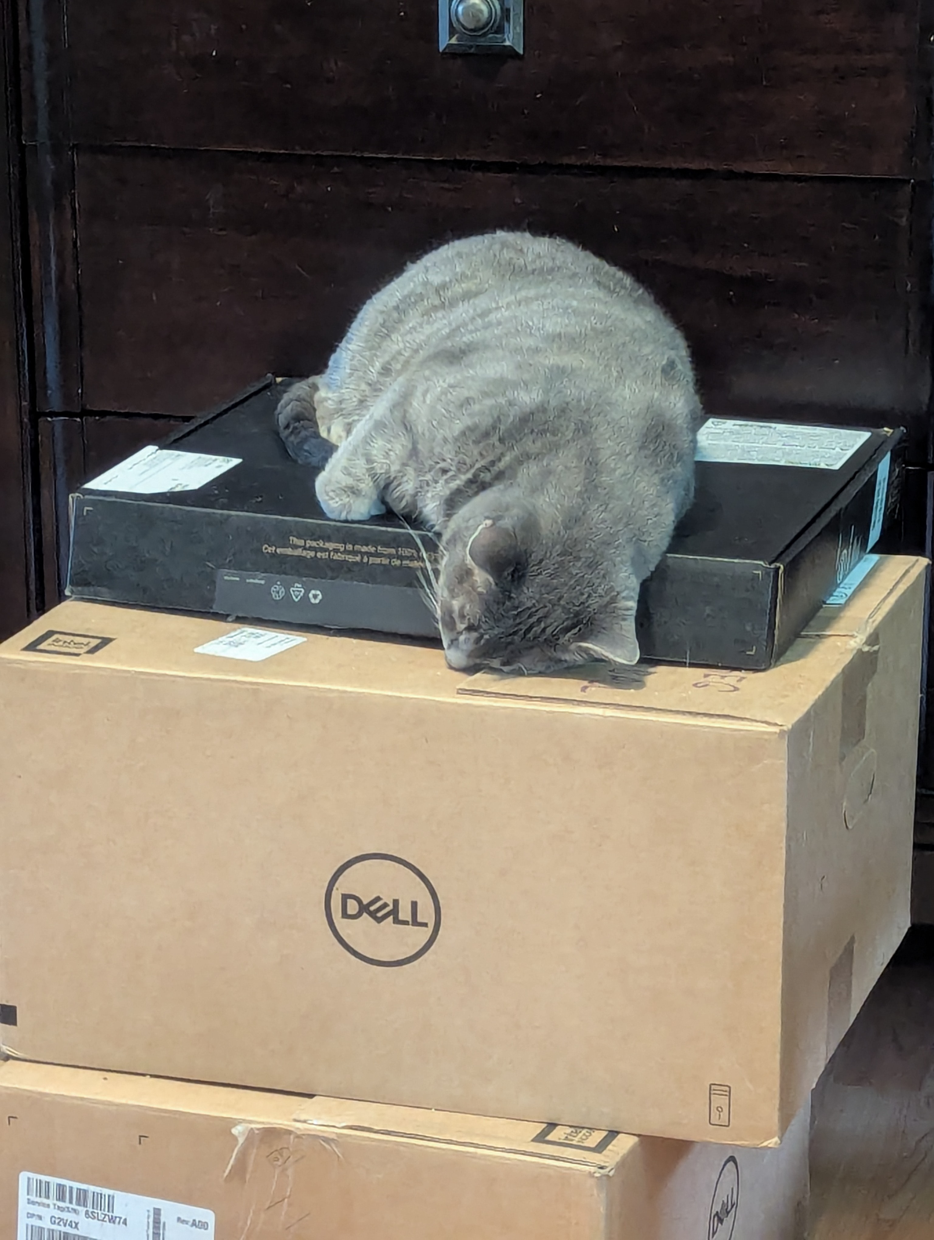 A cat resting on a Dell shipping box in a home office